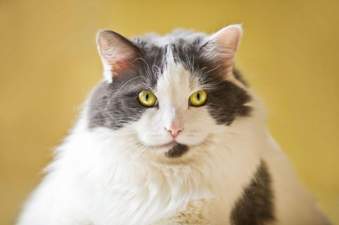 How to Help a Cat Lose Weight Effective Weight Loss Plan